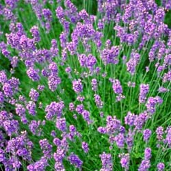 Lavanda Rosa